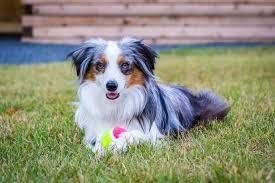 Teacup Miniature Australian Shepherd Welpe weiblich - Skye