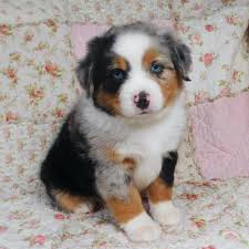 Teacup Miniature Australian Shepherd Welpe männlich - Rocky