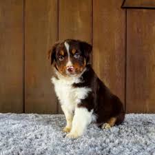 Teacup Miniature Australian Shepherd Welpe weiblich - Luna