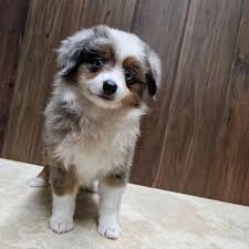 Teacup Miniature Australian Shepherd Welpe männlich - Cooper