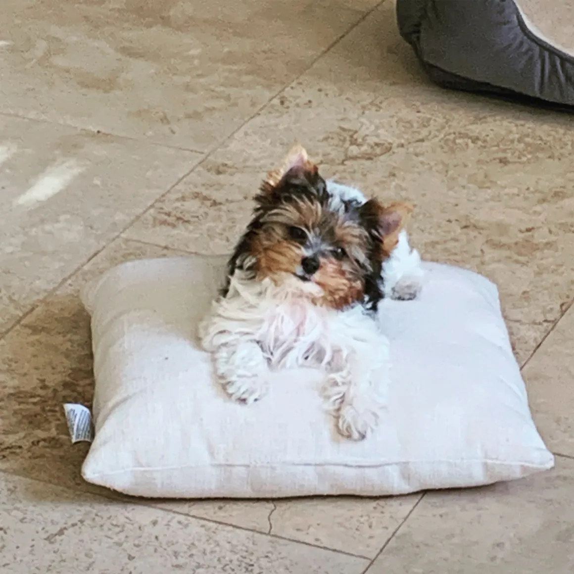 Teacup Biewer Yorkshire Terrier Welpe männlich - Felix