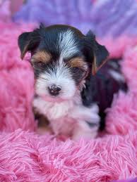 Teacup Biewer Yorkshire Terrier Welpe weiblich - Lily