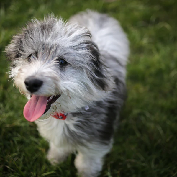 Teacup Miniature Australian Shepherd Welpe