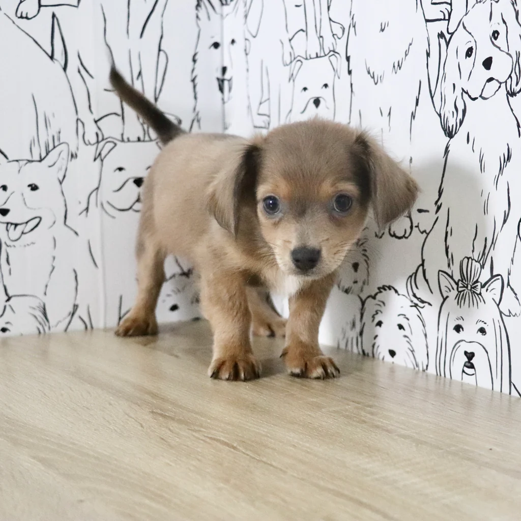 Teacup Chihuahua Welpe