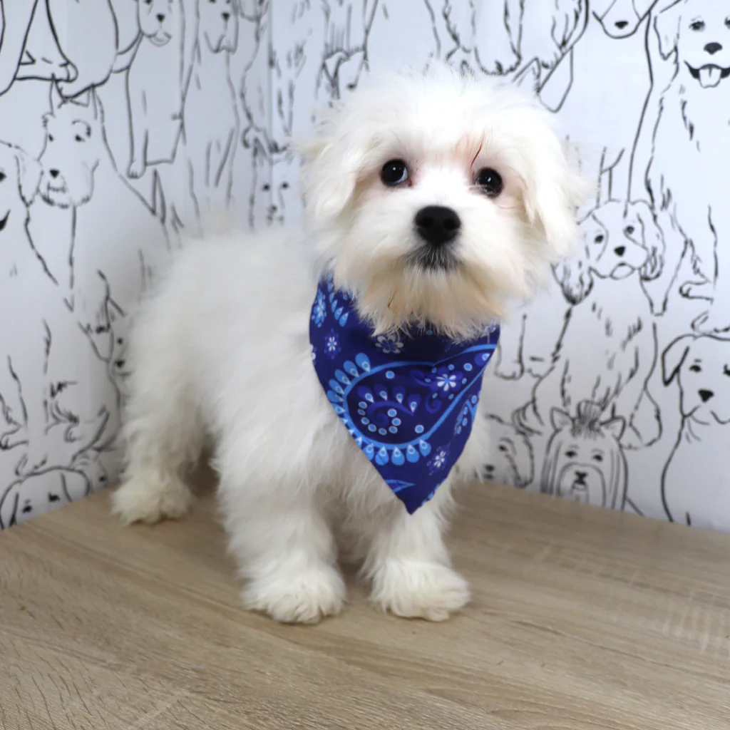 Teacup Maltese Welpe