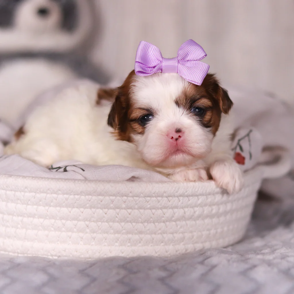 Teacup Shih Tzu Welpe