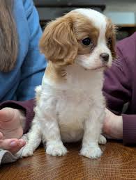Teacup Cavalier King Charles Spaniel Welpe männlich - Henry