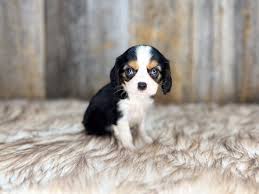 Teacup Cavalier King Charles Spaniel Welpe männlich - Charlie