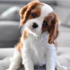 Teacup Cavalier King Charles Spaniel Welpe männlich - Oliver