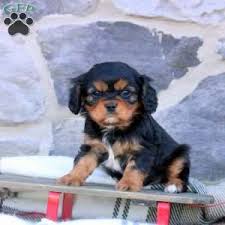Teacup Cavalier King Charles Spaniel Welpe weiblich - Mia