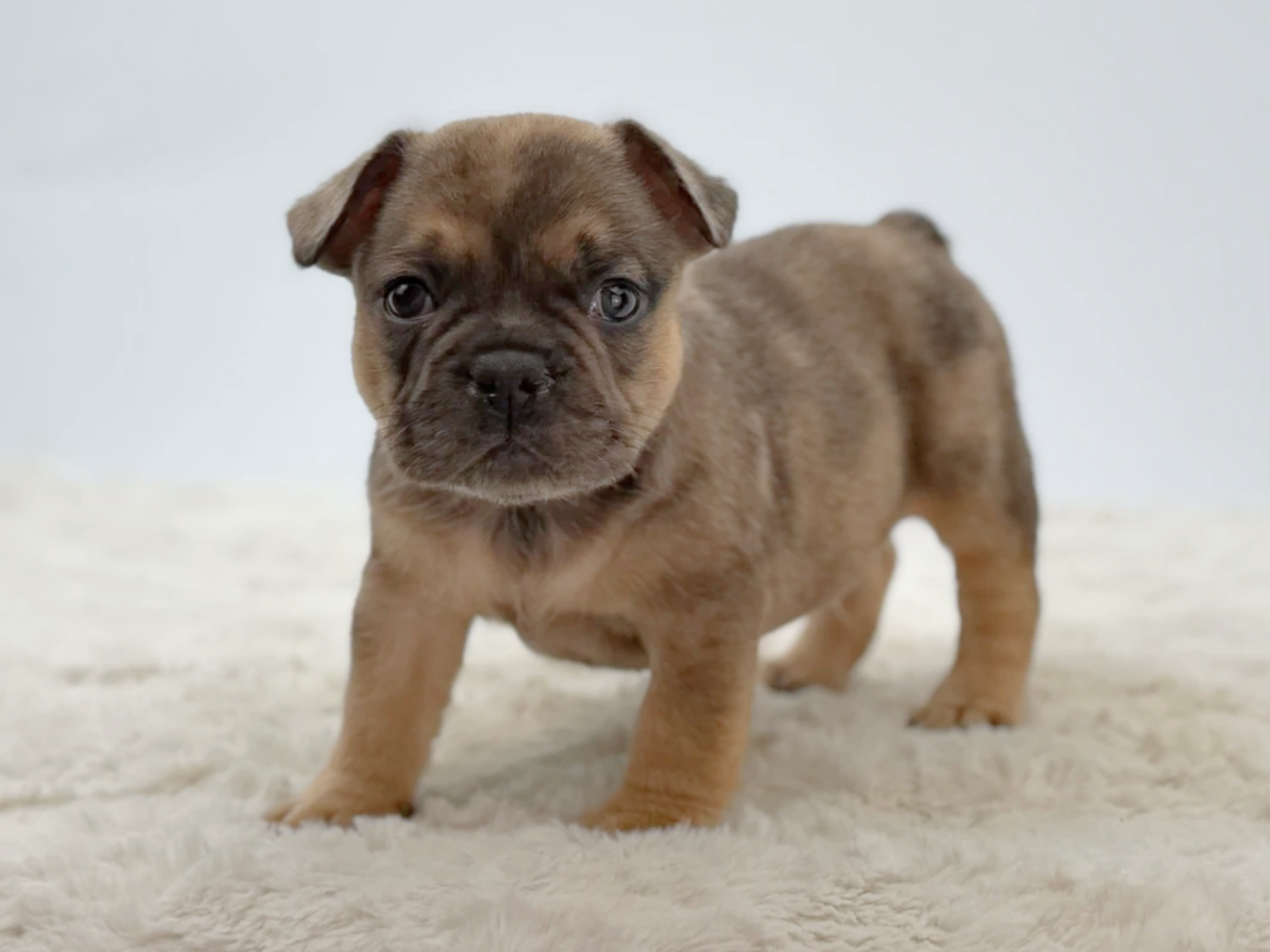 Teacup French Bulldog Welpe weiblich - Lola