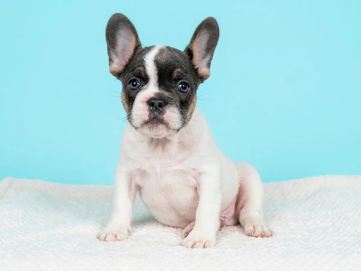 Teacup French Bulldog Welpe weiblich - Maya