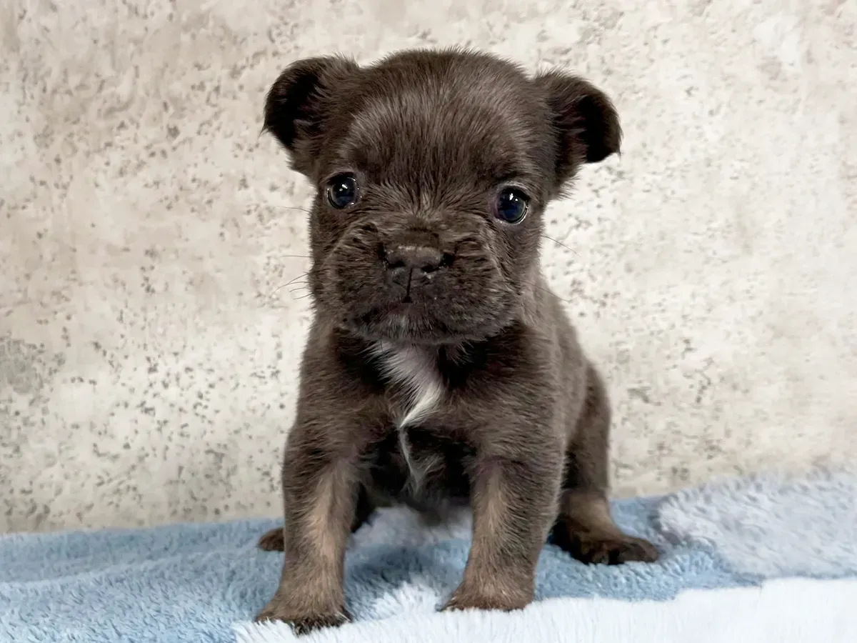 Teacup French Bulldog Welpe weiblich - Stella