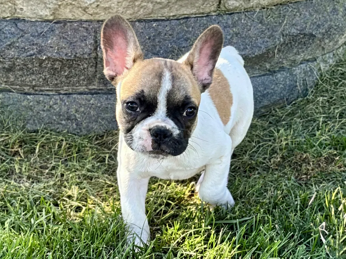 Teacup French Bulldog Welpe männlich - Louis