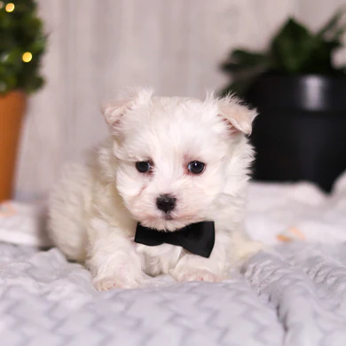 Teacup Maltese Welpe weiblich - Mia