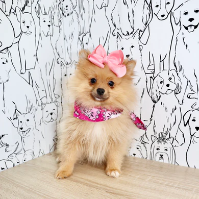 Teacup Pomeranian Welpe männlich - Coco