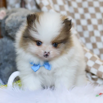 Teacup Pomeranian Welpe weiblich - Emma