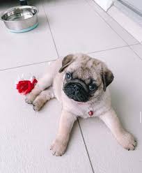 Teacup Pug Welpe weiblich - Lola