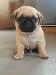 Teacup Pug Welpe männlich - Oscar
