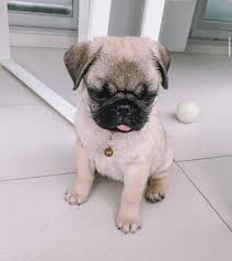 Teacup Pug Welpe weiblich - Maya