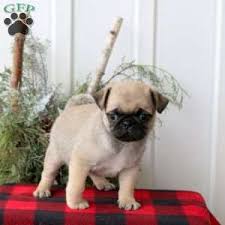 Teacup Pug Welpe männlich - Bruno