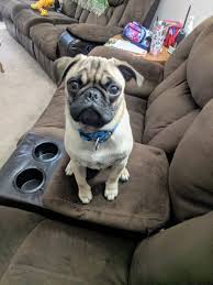 Teacup Pug Welpe männlich - Max