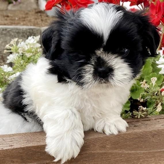 Teacup Shih Tzu Welpe männlich - Benny