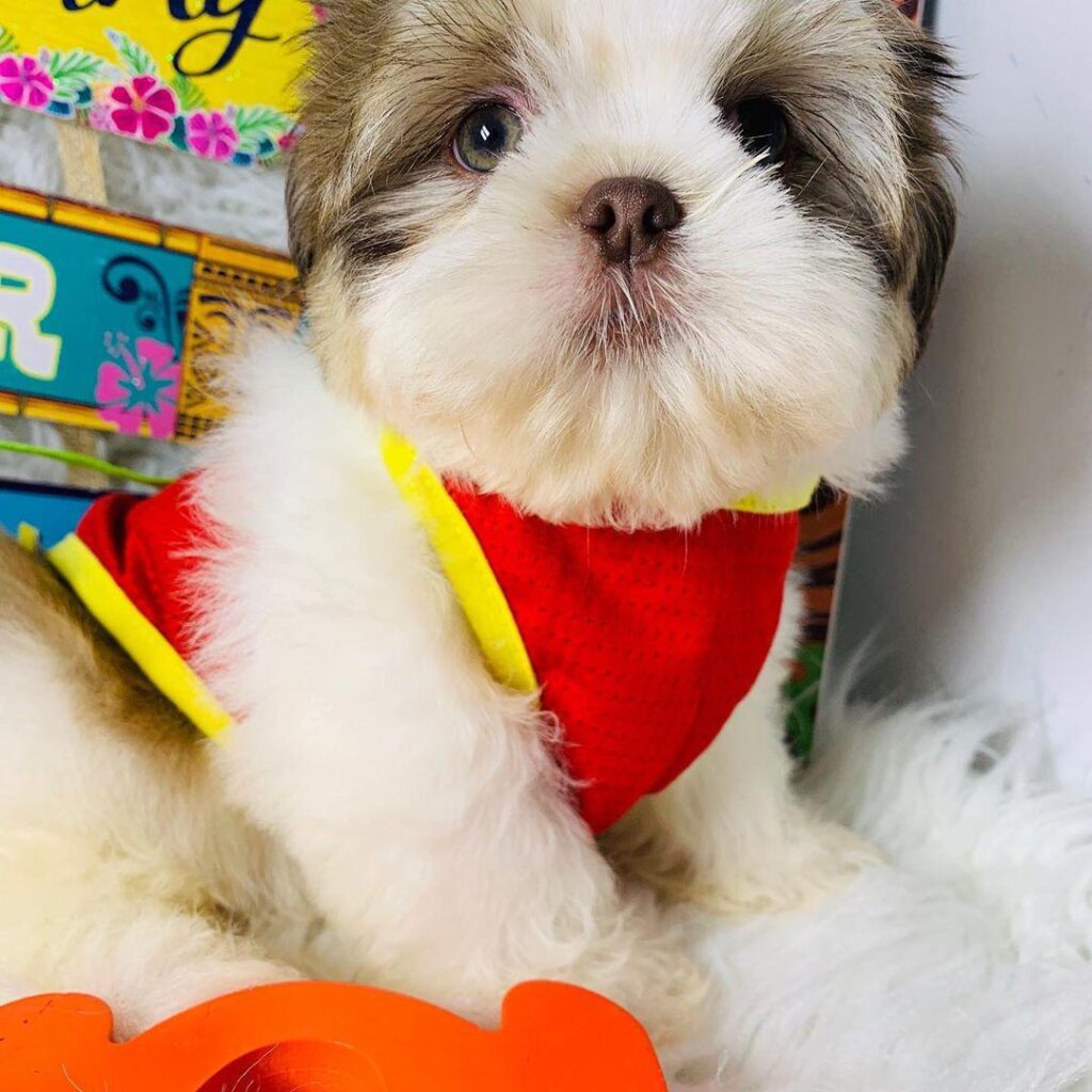 Teacup Shih Tzu Welpe männlich - Coco