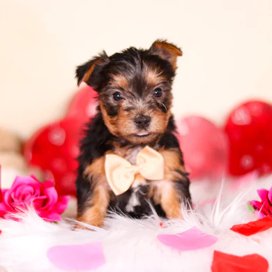 Teacup Yorkie Welpe männlich - Charlie
