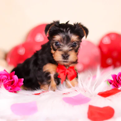 Teacup Yorkie Welpe weiblich - Luna