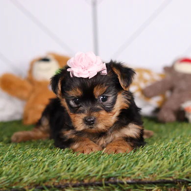 Teacup Yorkie Welpe weiblich - Mia