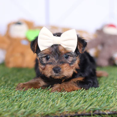 Teacup Yorkie Welpe männlich - Leo